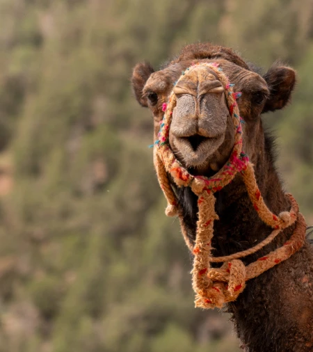 Atlas Camel